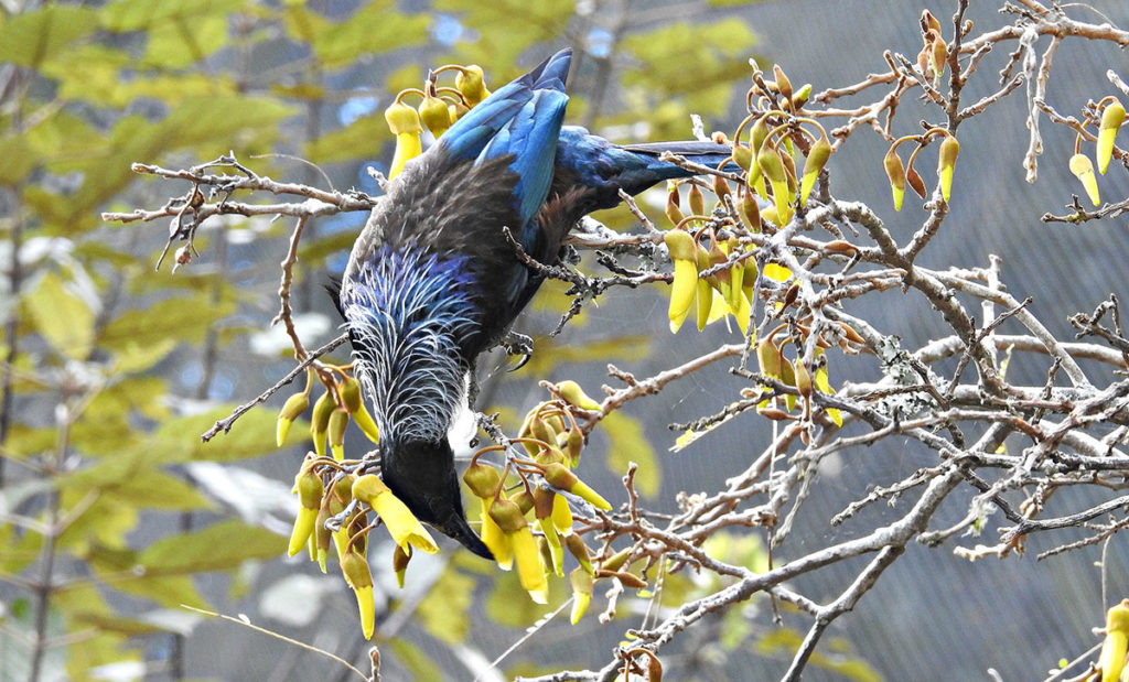 Tui photo © Fielden Photography, Whangarei