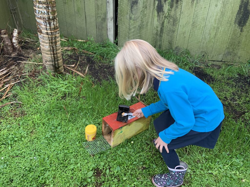 Backyard trapping with Tiakina